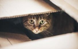 Stress nos gatos: 6 sinais a ter em conta e dicas para ajudar o seu amigo a relaxar