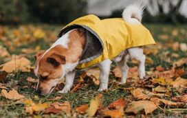 Conhece o poder do olfato canino? Vai ficar “doido” quando perceber o quão é essencial para o bem-estar do seu patudo!