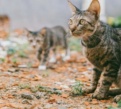 Gatos, pets and company