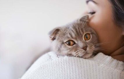 Gatos, pets and company