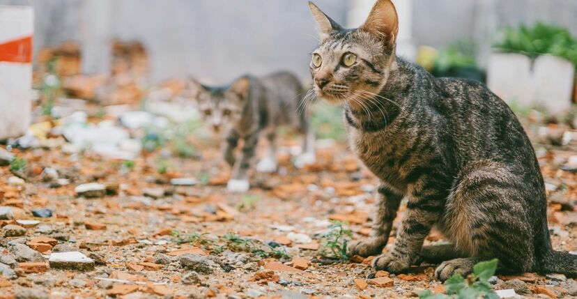 Gatos, pets and company