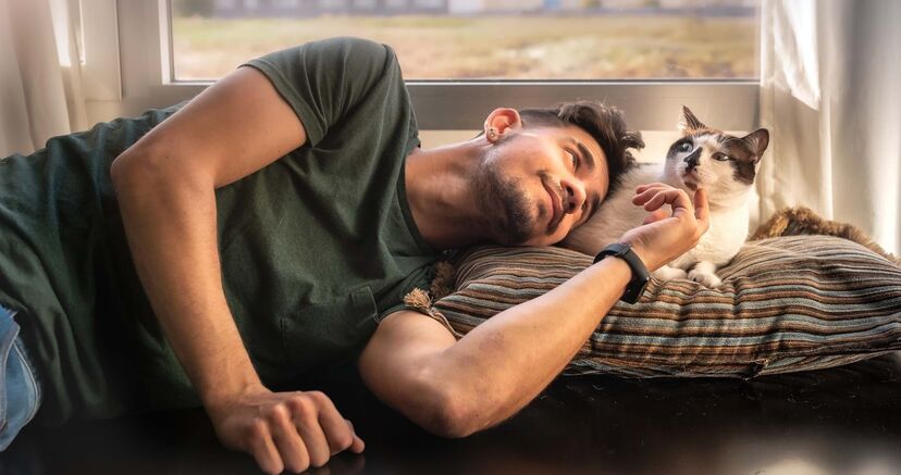 Gatos, pets and company