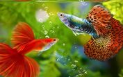 Peixes saudáveis em aquário cuidado