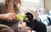 pets and company