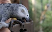 papagaio-cinzento-africano, pets and company