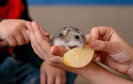 Anime os dias do seu hamster e dê-lhe alguns destes alimentos saudáveis!