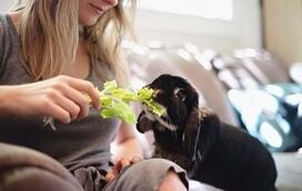 Ao contrário do que vê nos filmes, os coelhos podem comer bem mais do que cenouras! Conheça os alimentos que lhes pode dar