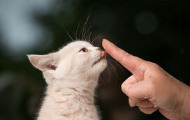 “Porque é que o meu gato me dá lambidelas?” Não, não são só os cães que labem o dono!