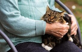 Com quantos anos o gato entra na terceira idade? Descubra quando o seu felino começa a envelhecer