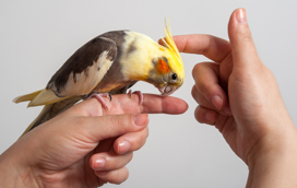 Conheça as aves mais carinhosas e amorosas: uma festa de penas e afetos!