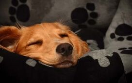 Os dias já estão visivelmente mais pequenos. O seu amigos de quatro patas também sente a mudança da hora, saiba como ajudá-lo!