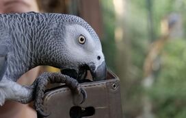 Descubra o Papagaio-Cinzento-Africano: o companheiro mais social e falador que pode imaginar!