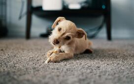 Cachorros e dores de estômago: saiba como identificar o que fazer nestas situações!