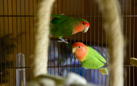 O frio também afeta as aves! Proteja o seu pássaro durante o inverno