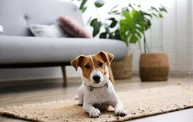 Quer ter um cão num apartamento? Revelamos as melhores raças para ter em casa!