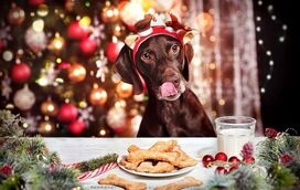 O Natal está a chegar! O seu patudo não pode comer rabanadas mas há receitas especiais para o cãopanheiro aí de casa. As dicas para uns biscoitos de “comer e chorar por mais”