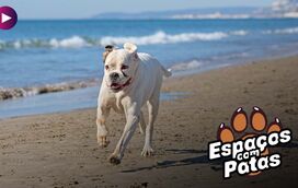 Praias de Patas: os melhores areais pet friendly em Portugal