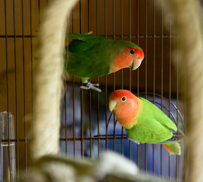 O frio também afeta as aves! Proteja o seu pássaro durante o inverno