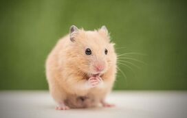Sabia que os hamsters também sentem frio? Saiba como perceber se eles precisam de uma “mantinha” a mais !