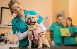 Só leva o seu companheiro ao veterinário em caso de emergência? Não faça isso! Saiba a importância dos check-ups regulares