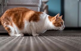 Já alguma vez assistiu à 'coreografia' irresistível dos gatos, antes de atacarem? Conheça as razões do comportamento e porque rebolam para se preparar