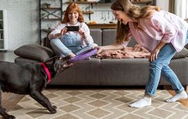 Com a chegada do frio e da chuva, os passeios são mais curtos, mas não desespere: apresentamos-lhe 5 atividades para entreter o seu pet no inverno!