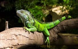 Sabia que o seu réptil pode estar a sofrer de hiper ou hipoatividade no caso de viver em cativeiro? Saiba como garantir o seu bem-estar!