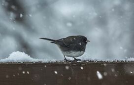 Os dias frios chegaram em força! Ensinamos-lhe a perceber se o seu pássaro está a sofrer com as baixas temperaturas