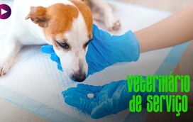 Dirofilariose ou Dirofilaria : saiba tudo sobre o parasita que ataca o coração do seu patudo