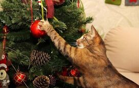 Tem gatos em casa? Vamos acabar com a “escalada” na árvore de Natal