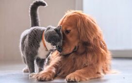 Amigos improváveis! Estas histórias vão aquecer-lhe o coração e ajudar a quebrar fronteiras