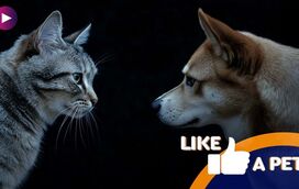 Cão e pato ou gato com rato? Estes amigos improváveis existem, prepare-se para as gargalhadas!