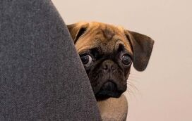 O seu cão tem medo de tudo? Existe uma explicação! Saiba como reconhecer e ajudar o seu patudo