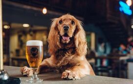 Descobrimos o sítio para beber a melhor cerveja artesanal e brindar com o seu cãopanheiro!