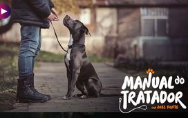 Quer que o patudo siga as suas ordens? Conheça estas dicas infalíveis!