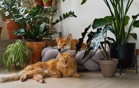 Plantas e alimentos tóxicos para animais: saiba como deixar o seu lar mais seguro para os seus amigos patudos!