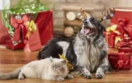 O Natal está mesmo à porta e quer que o seu patudo seja o rei da festa? Aqui estão os 7 melhores disfarces para o seu cão nesta época!