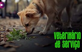 Se tem estas plantas e alimentos em casa, proteja o seu patudo!