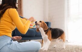 Como preparar a casa (e o coração) para um cão adotado