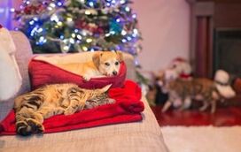 Ideias de presentes para mimar o seu patudo neste Natal, porque o espírito natalício é para todos!