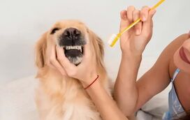 Higiene canina: 5 hábitos essenciais para manter o seu cão saudável e feliz