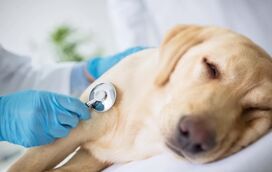 Epilepsia canina: o que deve saber para cuidar do seu melhor amigo