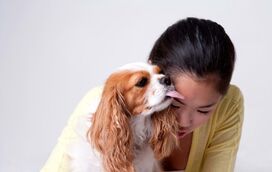 Dono stressado, cão ansioso: o impacto do nosso stresse nos cães