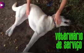 Epilepsia canina: com os cuidados certos, o seu patudo pode ser feliz!