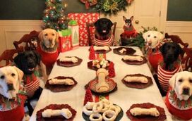 O seu cão pode comer Bolo-Rei? Com esta receita secreta, sim!