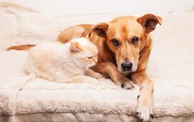 Quer um animal de estimação mas está indeciso sobre qual será a melhor companhia para si? Nós damos uma ajudinha