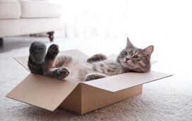 Porque é que os gatos adoram caixas? Desvendámos o mistério!