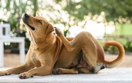 O seu cão não pára de se coçar? Pode ser uma alergia! Conheça este misterioso lado do mundo canino