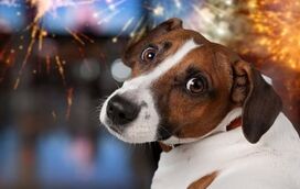 Faça da Passagem de Ano um momento feliz para todos! Cuidados a ter com o seu cão e o fogo-de-artifício
