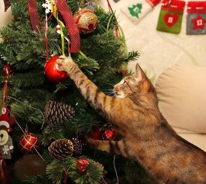 Tem gatos em casa? Vamos acabar com a “escalada” na árvore de Natal